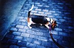 Lomo(7)