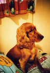 lomo(31)