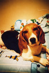 lomo(32)