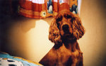 lomo(33)