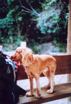 lomo(10)