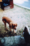 lomo(16)