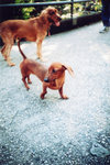 lomo(3)