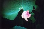 lomo(17)