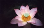 lomo(18)