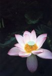 lomo(19)