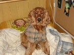 IMG_1102_1
