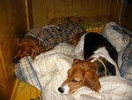 IMG_1111_1