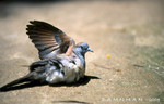 灰班鳩