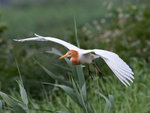 DCN_0603