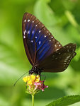 P7247262