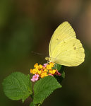 PA067915