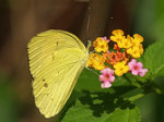 PA067919