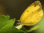 PB069338