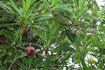 PB099905