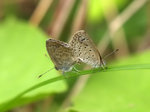 P4095066