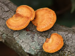 P4095069