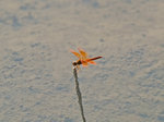 P7175326