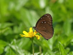 P7247057