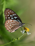 P7247059