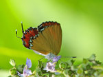 P7247316