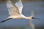 DC8_2994 copy