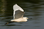 DC8_3118 copy