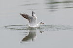 DC8_4458 copy