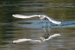DC8_3600 copy