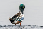 DC8_9010 copy