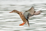 DC8_9155 copy
