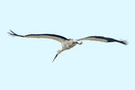 DC8_9768 copy