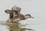 DC8_9918 copy