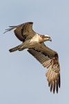 DC8_1520 copy