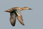 DC8_1612 copy