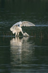 DCV_4455 copy
