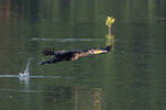DCV_4468 copy