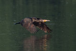 DCV_4469 copy