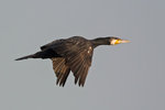 DCV_4480 copy