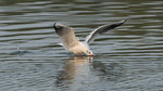 DC8_5117 copy