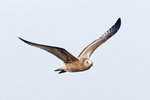 DC8_5128 copy