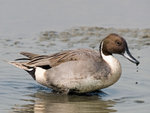 P2027096