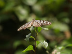 P9116479