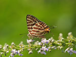 P7247284