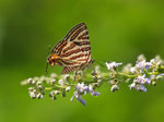 P7247287