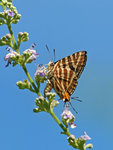 P7247291
