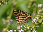 P7247309