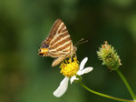 P8065613