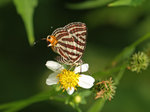 P8065623