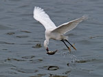 P1175690